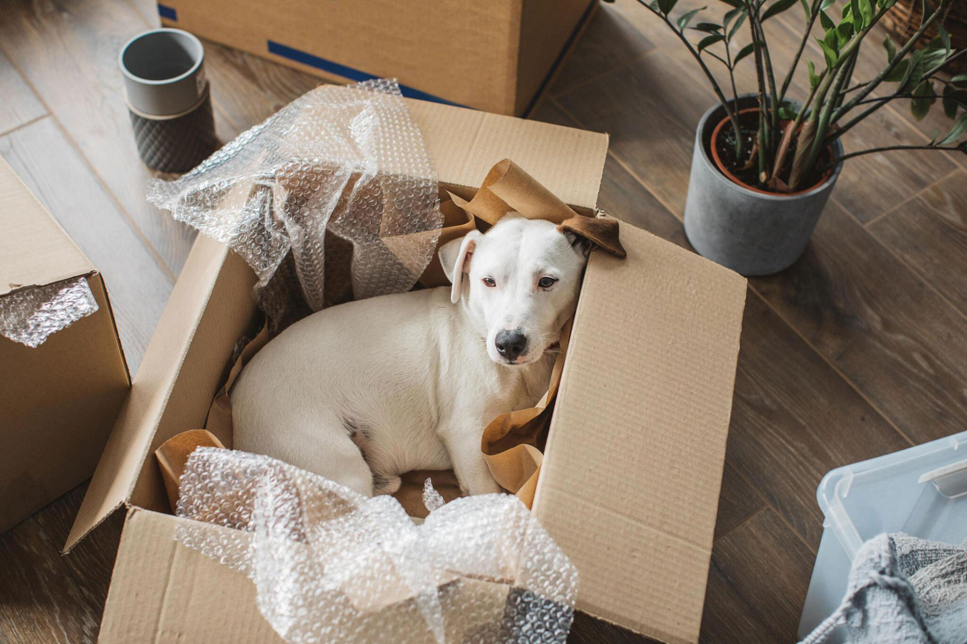 Relocating With Pets